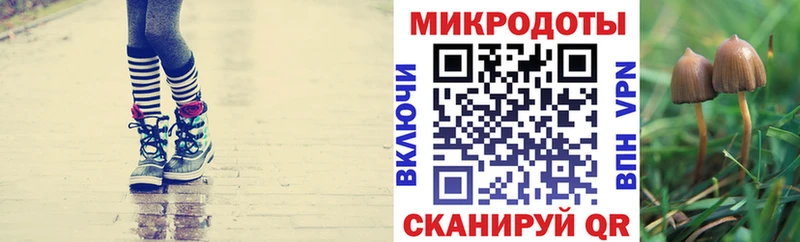 Псилоцибиновые грибы Cubensis  Можга 